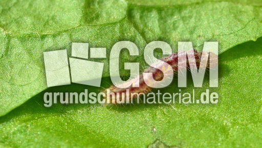 Schmetterlingsraupe (7).jpg